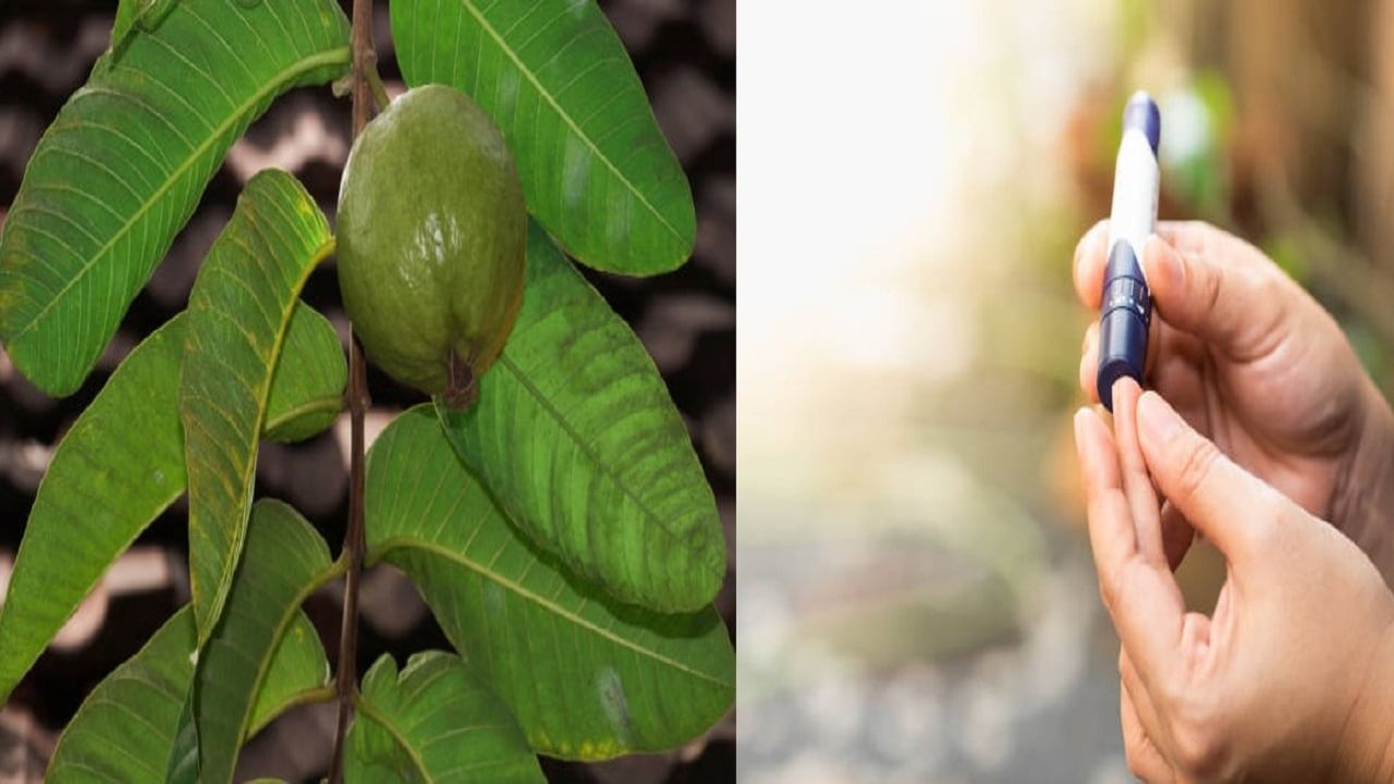 Guava Leaves Benefits: এই ভাবে ব্যবহার করুন পেয়ারা পাতা, ওজন থেকে কোলেস্টেরল কমবে ঝটপট