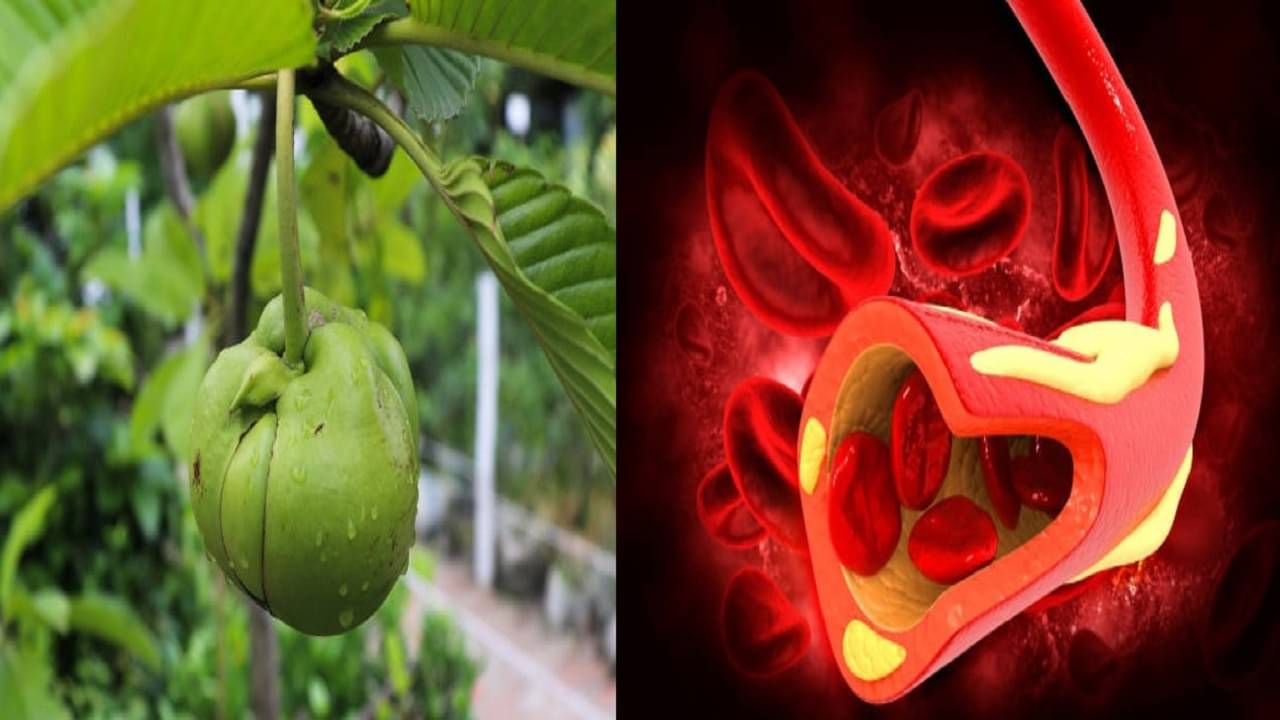 Elephant Apple: আচার থেকে চাটনি মুখ ছাড়াতে জুড়ি নেই গ্রাম্য এই ফলের, শরীরের যেসব উপকারে লাগে তা জানা আছে কি?