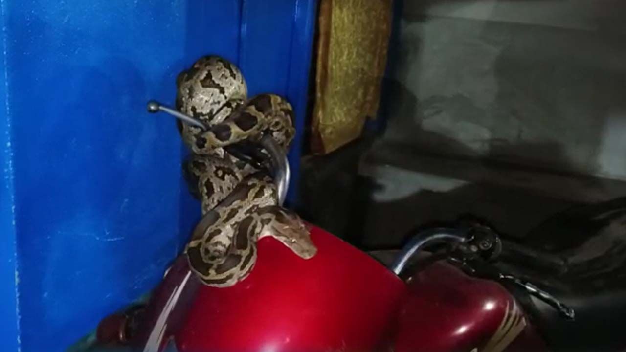 Snake on Bike: বাইকে সওয়ার বিশালাকার ময়াল সাপ, দেখতে ভিড় উপচে পড়ল