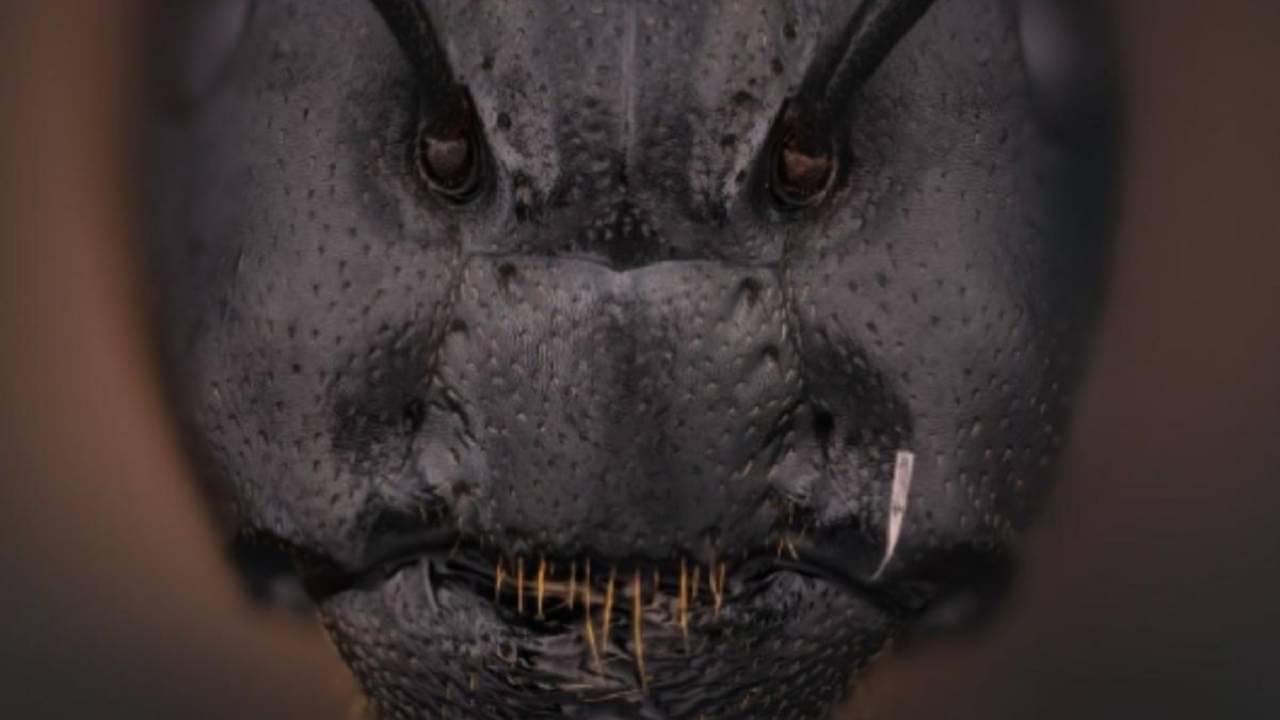 ANT Super Magnified Face: কার ছবি বুঝতে পারছেন? ছোট্ট পিঁপড়ের মুখ যে এমন ভয়ঙ্কর হয়, জানতেন?