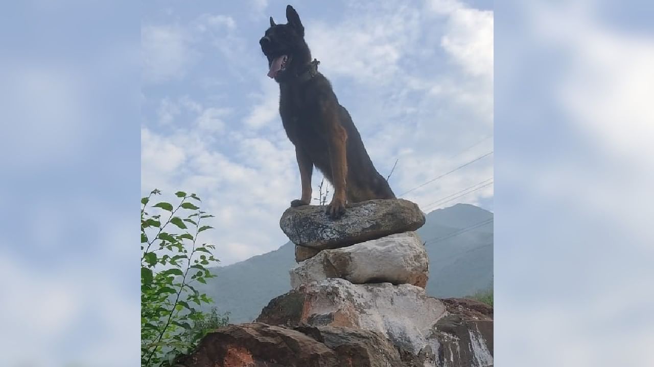 Army's Assault Dog: দু'বার গুলি খেয়েও মানেনি হার, বীরদর্পে জঙ্গিদের উপর আক্রমণ চালিয়ে গিয়েছে 'জু়ম'