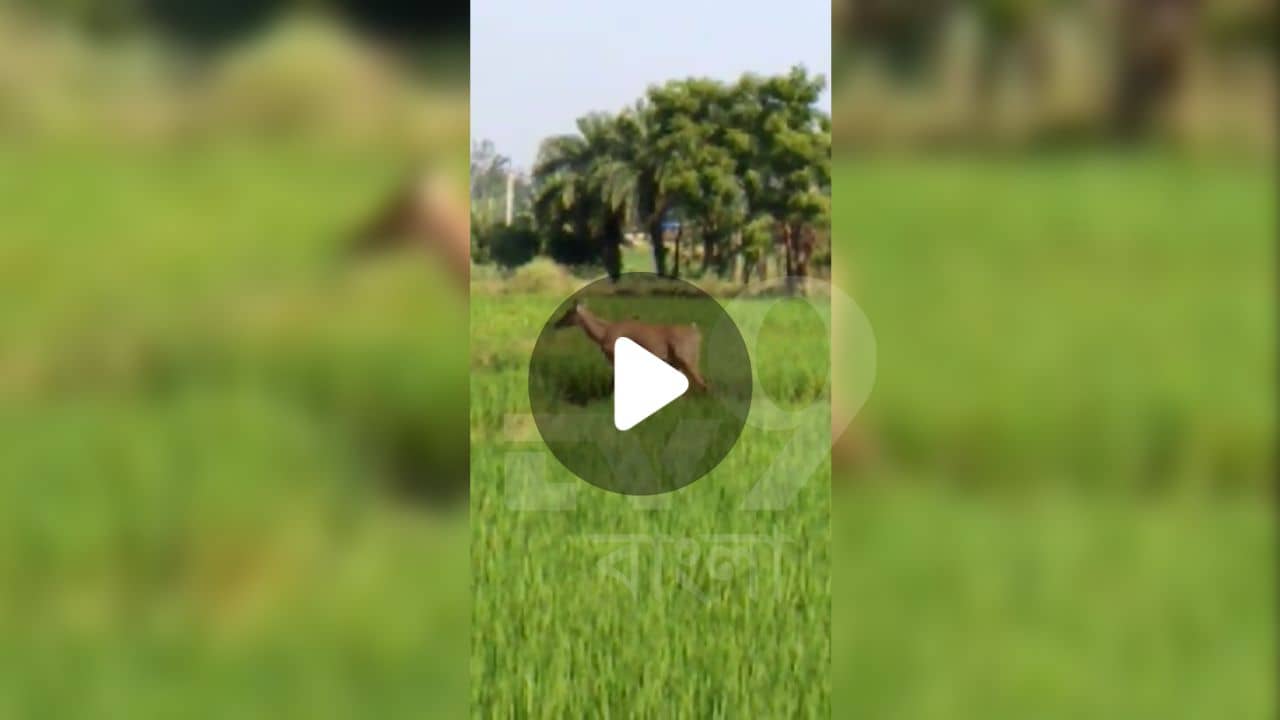 Video: হঠাৎ বীরভূমের অলিগলিতে ঘুরে বেড়াচ্ছে নীলগাই...