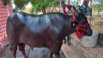 Buffalo Semen: মোষের দাম ৩৫ কোটি! এক ফোঁটা বীর্যের দাম শুনলে চমকে যাবেন