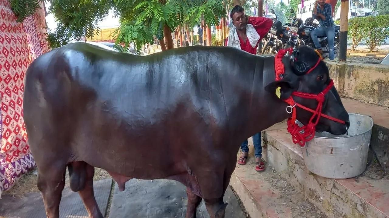 Buffalo Semen: মোষের দাম ৩৫ কোটি! এক ফোঁটা বীর্যের দাম শুনলে চমকে যাবেন