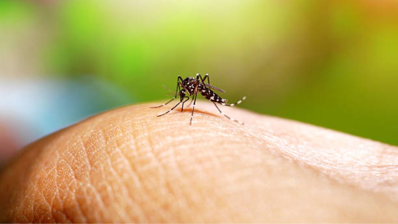 Dengue: এক মাসের মধ্যে ডেং-২ বৃদ্ধি পেয়েছে ২০ শতাংশ, ২০১৯-কেও হারিয়ে দিতে পারে বর্তমান পরিস্থিতি