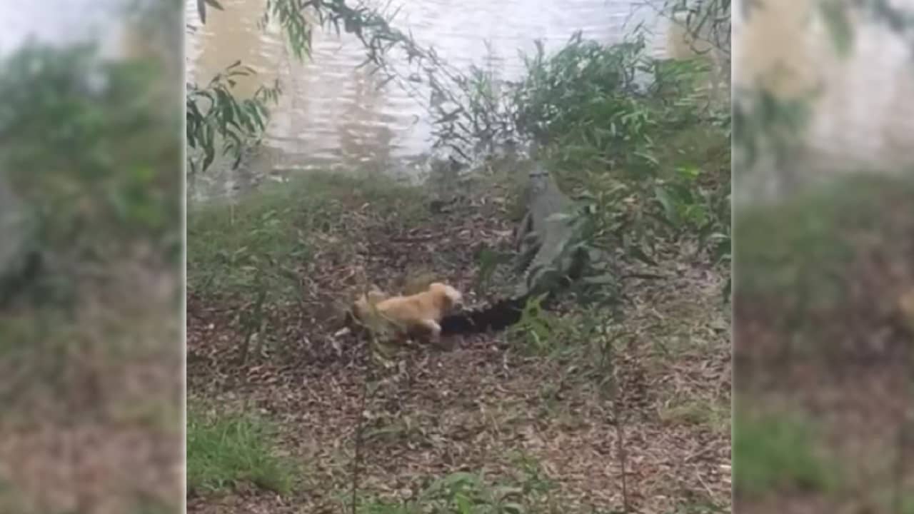 Watch: কুমিরকে তাড়া করে এলাকা ছাড়া করার ভয়ঙ্কর পরিণাম পেল ছোট্ট কুকুর, দেখুন ভিডিয়ো