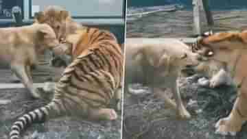 Dog, Tiger And Lion: বাঘের কানে কুকুরের কামড়, নীরব দর্শকের ভূমিকায় সিংহ, চিড়িয়াখানায় সাংঘাতিক কাণ্ড