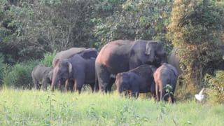 Jalpaiguri: দশমীর দিনের ঘটনা থেকে শিক্ষা নিয়ে তিন পাহাড়ি নদীতে নামার ক্ষেত্রে নিষেধাজ্ঞা