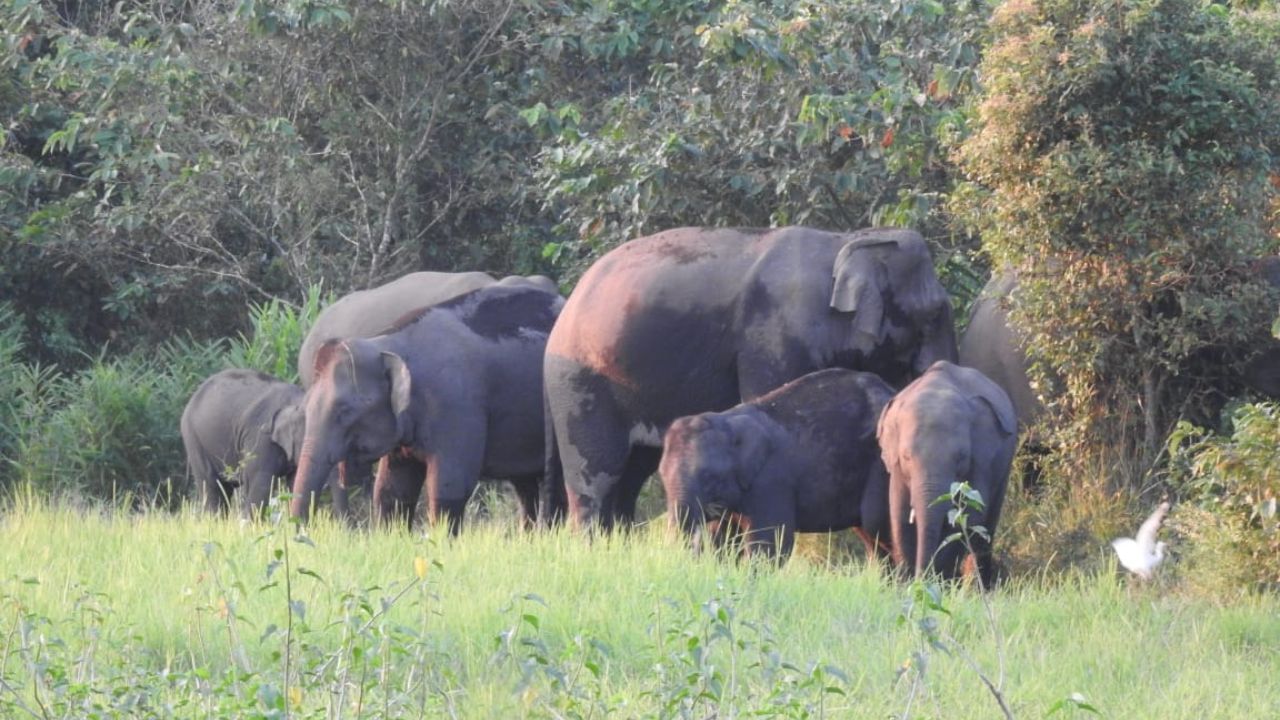Jhargram Elephant: নদী পেরিয়ে গ্রামে ঢুকল হাতির পাল, ঝাড়গ্রামে ছুটির সকালে আতঙ্ক