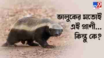 Honey Badger: দ্য জঙ্গল বুক-এর এক চিলতে খোঁজ এবার পাবেন ওড়িশার চিল্কায়