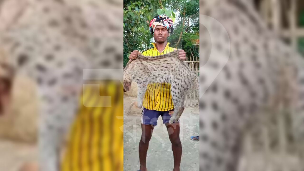 Fishing Cat: বাঘরোল মেরে সোশ্যাল মিডিয়ায় পোস্ট, শ্রীঘরে ঠাঁই হল যুবকের