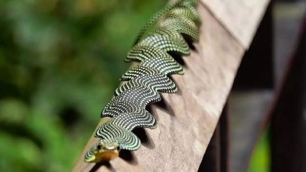 Flying Snakes: মানুষ দেখলেই যত গতি! কীভাবে পাখির মতো উড়তে পারে এই বিশেষ প্রজাতির সাপ?