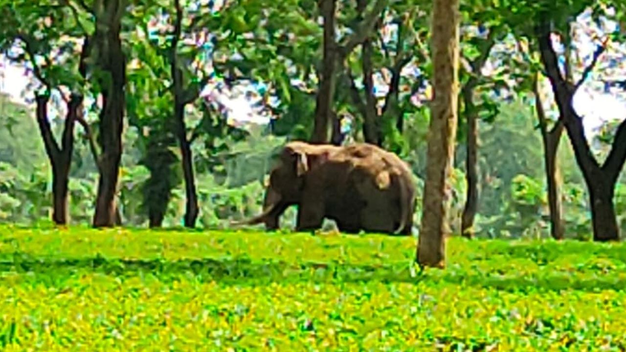 চাবাগানে হাতির তাণ্ডব, বেশ কয়েক ঘণ্টার চেষ্টায় জঙ্গলে ফেরত পাঠালো বন দফতর