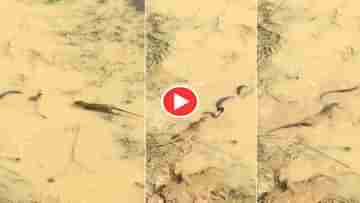 King Cobra vs Mongoose: সাপ ও নেউলের বিরাট লড়াই, রোমহর্ষক ভিডিয়ো, ফলাফল জানতে দেখতেই হবে...