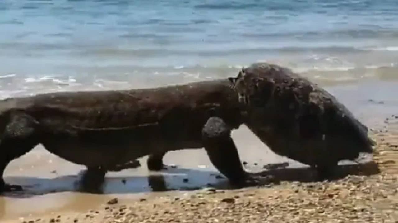 Komodo Dragon: কচ্ছপ খেয়ে তার খোলা মাথায় দিয়ে সমুদ্রতটে ঘুরে বেড়াচ্ছে কোমোডো ড্রাগন, ভয়ঙ্কর ভিডিয়ো