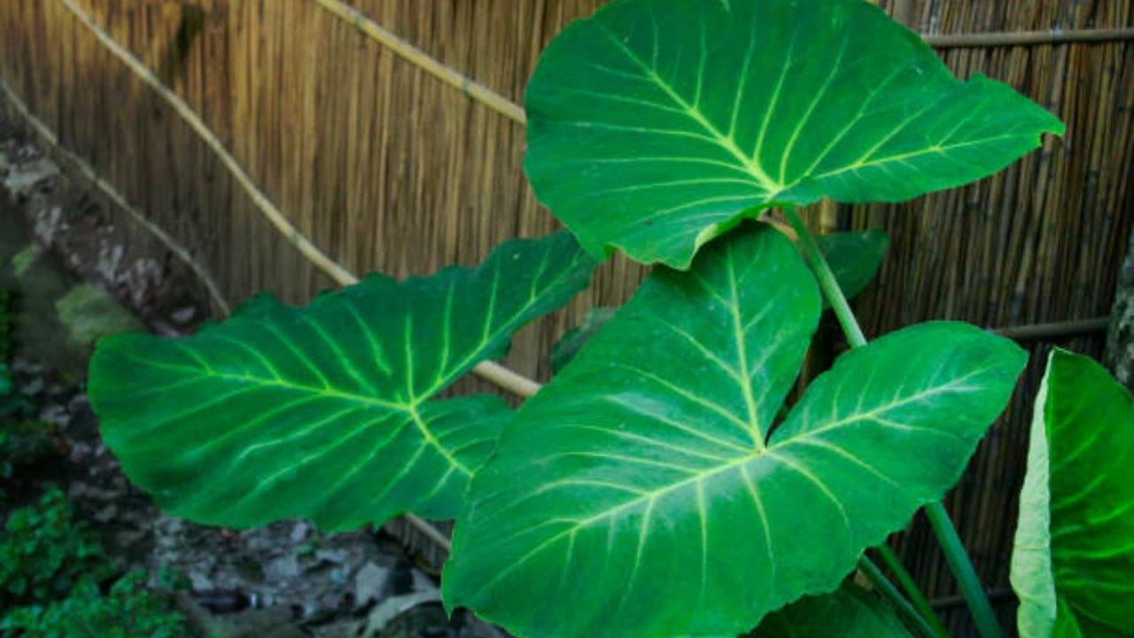 Kitchen Tips: কচুর লতি খেতে তো ভালবাসেন তবে চুলকোবে বলে কাটতে ভয়? এই কৌশল জানলে আর সমস্যা হবে না!