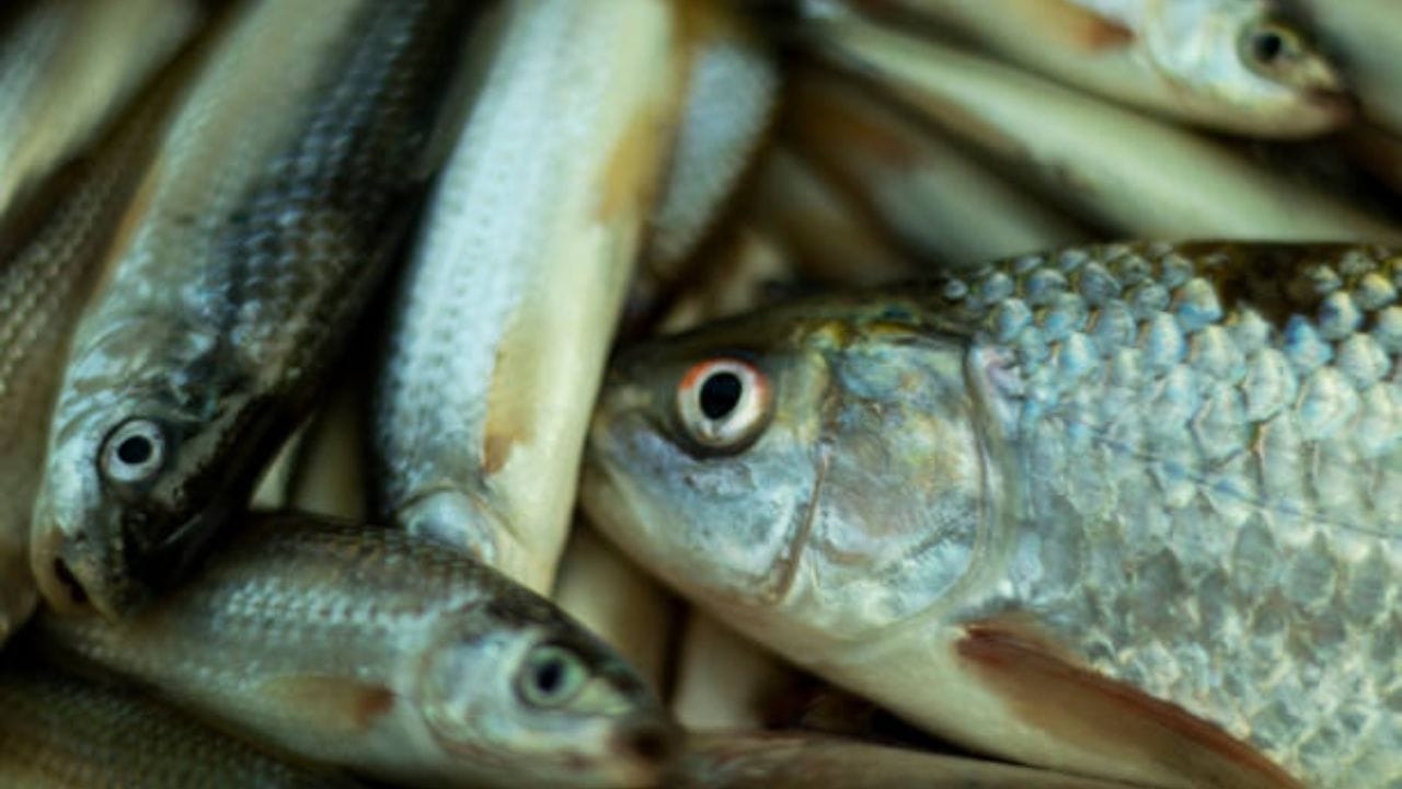 Benefits Of Eating Fish: সুস্থ থাকতে ছোট মাছ খাওয়ার পরামর্শ দেন চিকিৎসকরা, কিন্তু এর গুণ জানেন কি? Benefits Of Eating Fish: সুস্থ থাকতে ছোট মাছ খাওয়ার পরামর্শ দেন চিকিৎসকরা, কিন্তু এর গুণ জানেন কি?