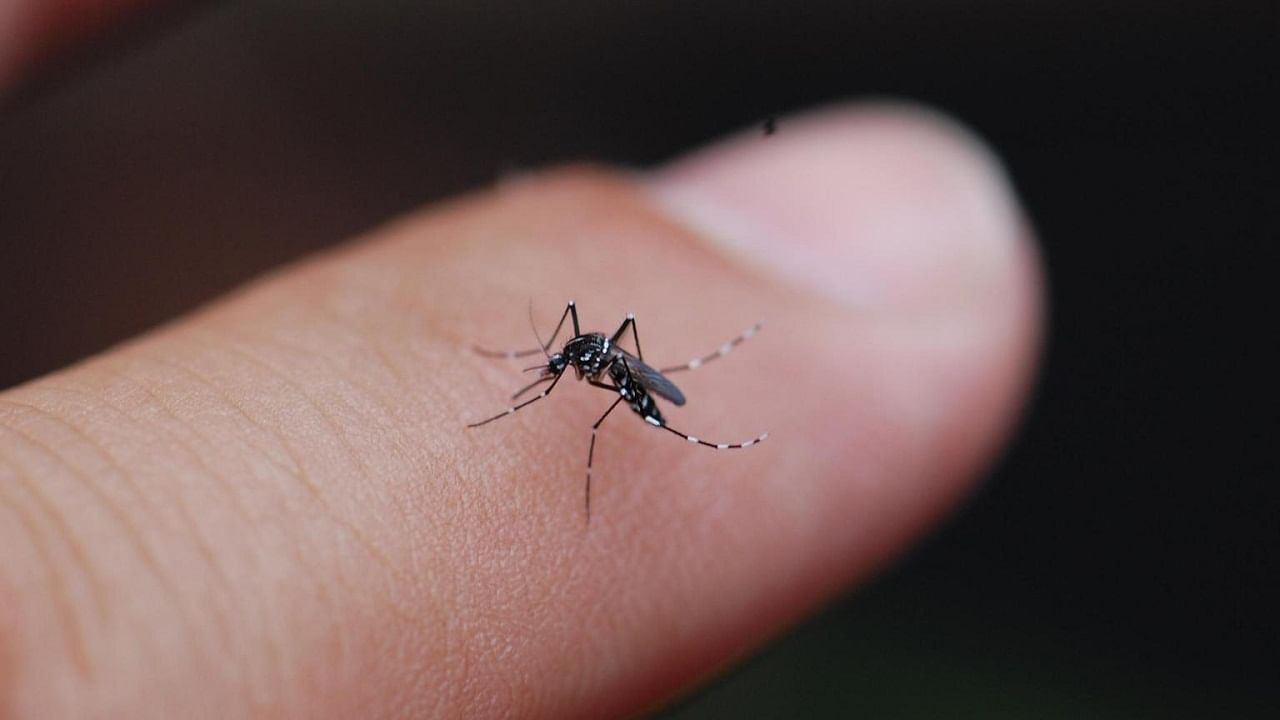 Malaria Vaccine Delivery: মশার শরীরেই ম্যালেরিয়া ভ্যাকসিন দিয়ে মানুষের কাছে সরবরাহ করতে চাইছেন বিজ্ঞানীরা