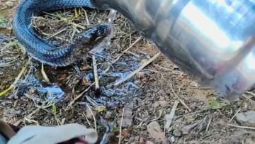 Snake Video: আহত সাপকে জল খাওয়াচ্ছেন ব্যক্তি, ভিডিয়ো দেখে মানবতার জয়গান নেটিজ়েনদের মুখে