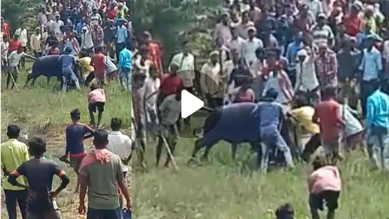 Buffalo Battle Video: ছুটে এসে শিং দিয়ে গুঁতো, মোষের লড়াই দেখতে গিয়ে শেষ তরতাজা প্রাণ