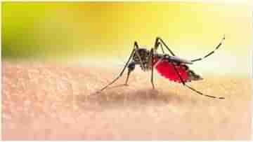 Mosquitoes Bite: মিষ্টি বা তেতো নয়, মশারা কোন ব্লাড গ্রুপের রক্ত পান করতে পছন্দ করে?