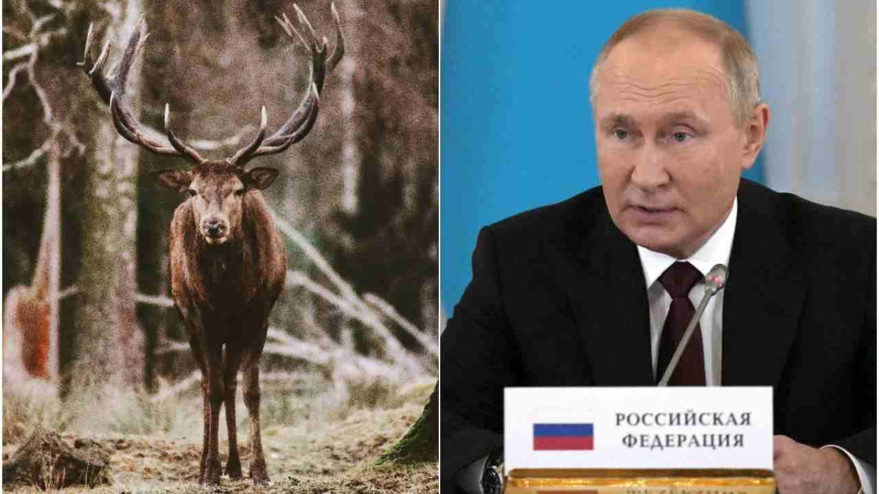 Putin: ৭১তম জন্মদিন দেখতে চান, সাইবেরিয়ান লাল হরিণের শিং-এর রক্তে স্নান করছেন পুতিন