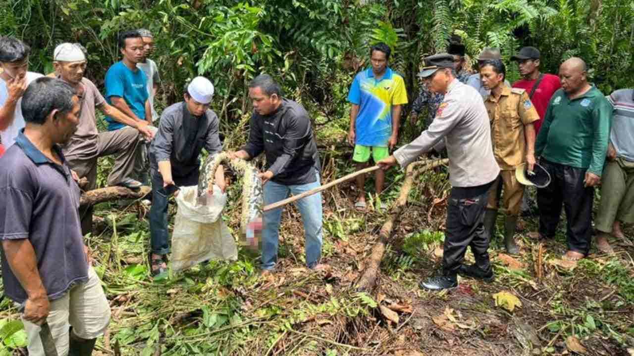 Indonesia: ফুলে রয়েছে দৈত্যাকার সাপের পেট, ঠাকুমাকে খুঁজতে গিয়ে চক্ষু ছানাবড়া যুবকের Indonesia: ফুলে রয়েছে দৈত্যাকার সাপের পেট, ঠাকুমাকে খুঁজতে গিয়ে চক্ষু ছানাবড়া যুবকের