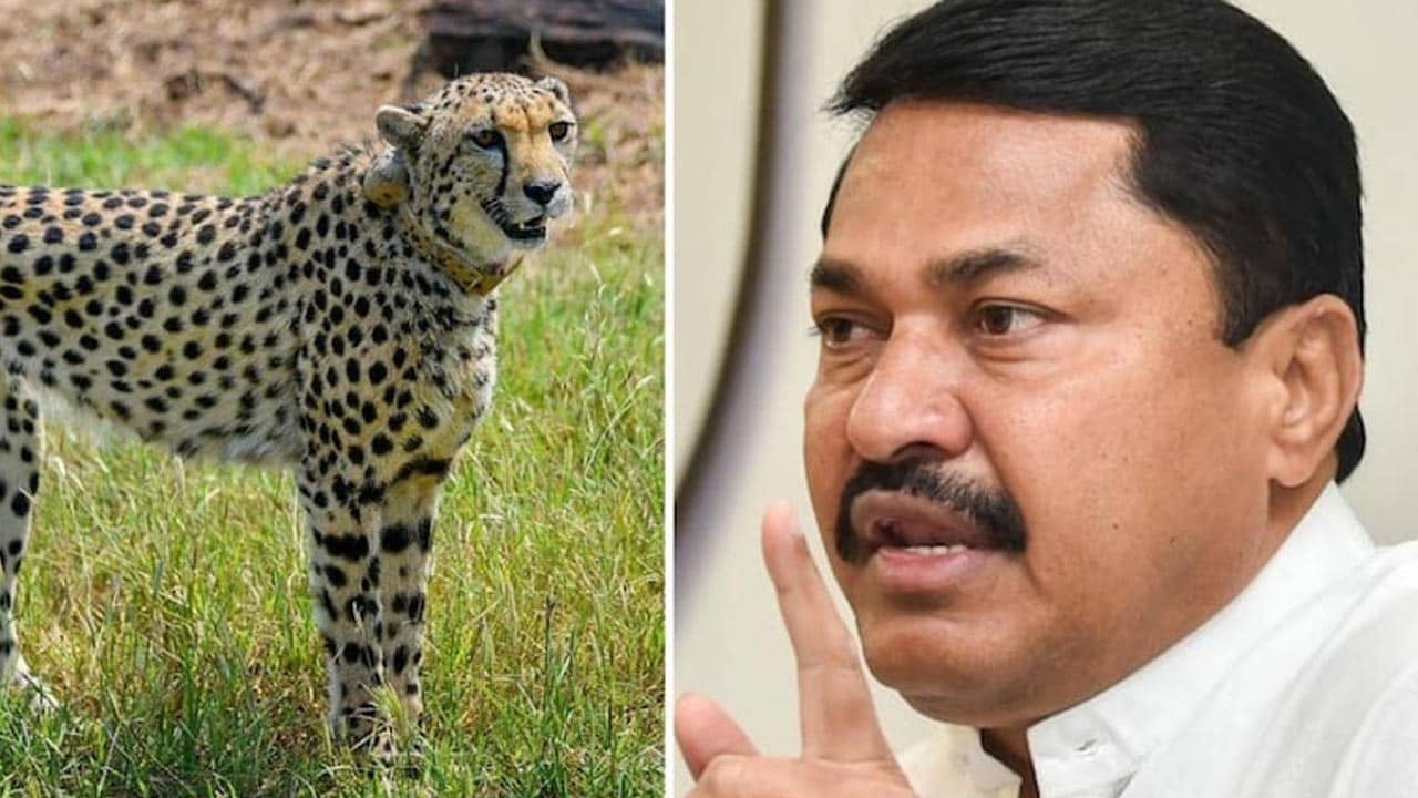 Cheetah: ‘নাইজেরিয়ার চিতারা’ লাম্পি ভাইরাস ছড়াচ্ছে বলে দাবি কংগ্রেসের নেতার মন্তব্যে, তুলোধনা বিজেপির