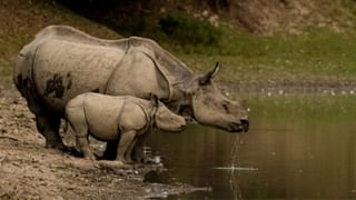 Alipur Zoo: ৩৪-এ পা ‘বৃদ্ধ’ শিম্পাঞ্জি ‘বাবু’র, দেখে আসবেন নাকি একবার?