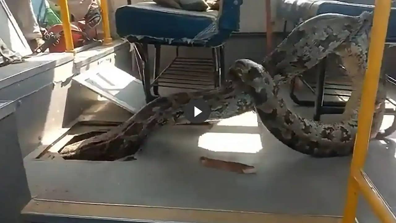 Python On School Bus: উত্তর প্রদেশের স্কুলবাস থেকে উদ্ধার ৮০ কেজির বিরাট অজগর, শিউরে ওঠার মতো ঘটনা