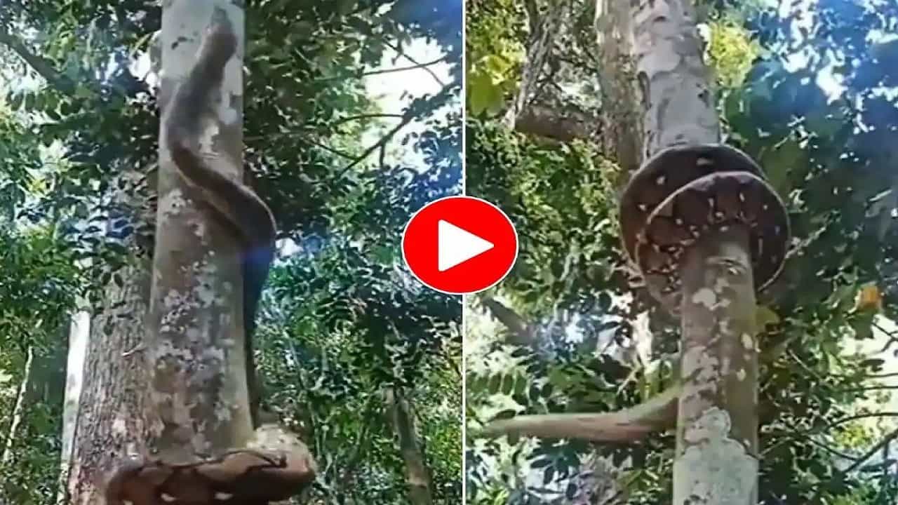 Python In Tree: অসামান্য কৌশলে গাছে পেঁচিয়ে মগডালে উঠে পড়ল বিরাট অজগর, ভয়ঙ্কর ভিডিয়ো Python In Tree: অসামান্য কৌশলে গাছে পেঁচিয়ে মগডালে উঠে পড়ল বিরাট অজগর, ভয়ঙ্কর ভিডিয়ো