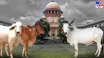 Supreme Court of India : গরুকে জাতীয় পশু করা কি সুপ্রিম কোর্টের কাজ? প্রশ্ন তুললেন বিরক্ত বিচারপতিরা