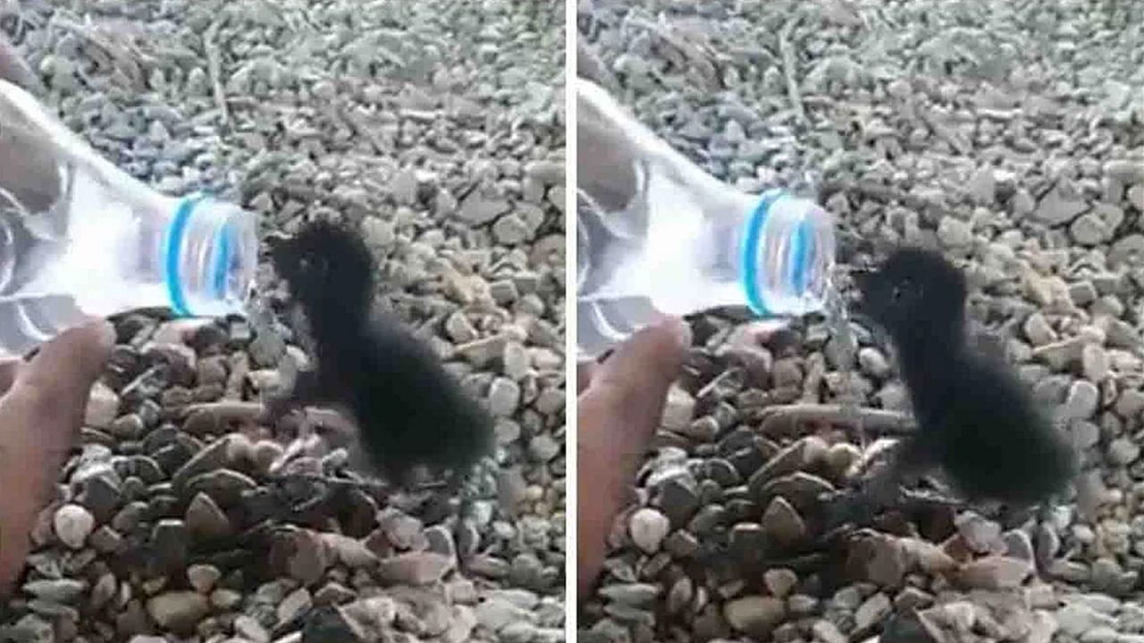 Thirsty Baby Penguin: পিপাসার্ত ছোট্ট পেঙ্গুইনকে বোতলে করে জল খাওয়ালেন ব্যক্তি, প্রশংসায় পঞ্চমুখ নেটিজ়েনরা