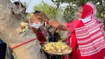 Sundarbans: বাঘের কপালে পড়ল ফোঁটা, সুন্দরবনের এই গ্রামে ভ্রাতৃদ্বিতীয়া পালন হল সম্পূর্ণ অন্যভাবে