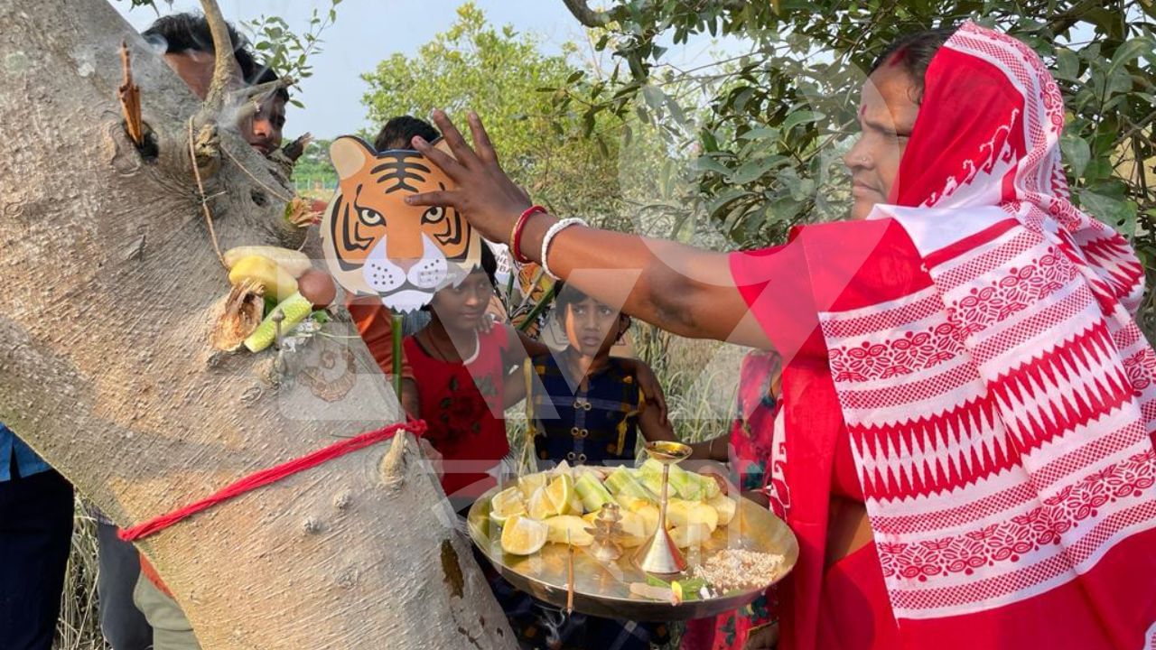 Sundarbans: 'বাঘে'র কপালে পড়ল ফোঁটা, সুন্দরবনের এই গ্রামে ভ্রাতৃদ্বিতীয়া পালন হল সম্পূর্ণ অন্যভাবে