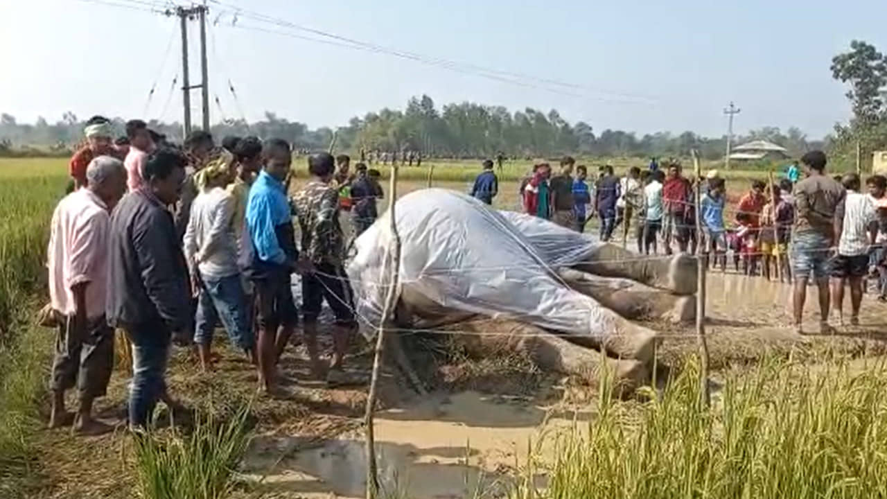Elephant Death: চিৎকার করে লুটিয়ে পড়েছিল মাটিতে, ছুটে এসেছিল সঙ্গীরা, মধ্যরাতেই চিরনিদ্রায় গজরাজ
