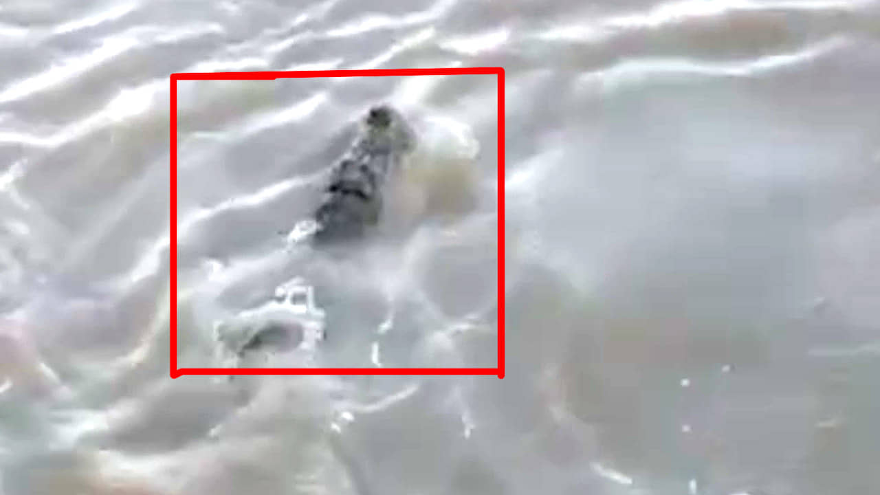 Murshidabad: বড় কিছু পড়েছে ভেবেছিলেন, জাল ছিঁড়ে বেরতেই চক্ষু চড়কগাছ মৎস্যজীবীর