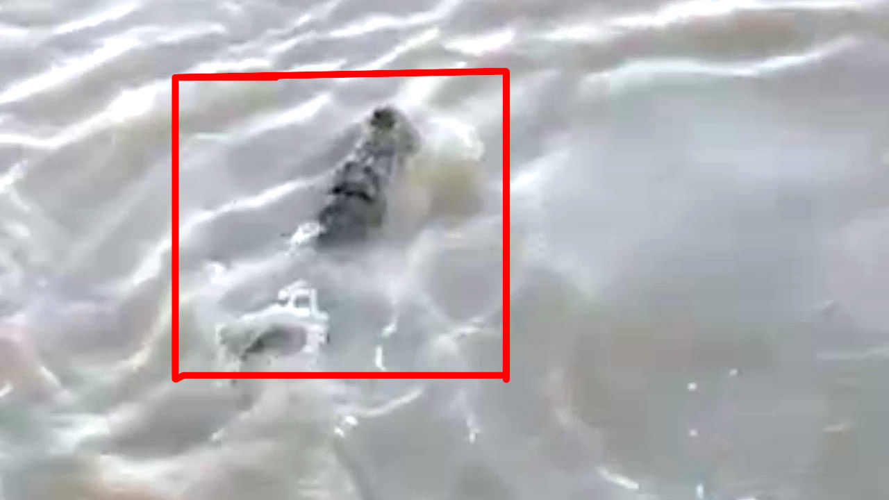 Murshidabad: বড় কিছু পড়েছে ভেবেছিলেন, জাল ছিঁড়ে বেরতেই চক্ষু চড়কগাছ মৎস্যজীবীর Murshidabad: বড় কিছু পড়েছে ভেবেছিলেন, জাল ছিঁড়ে বেরতেই চক্ষু চড়কগাছ মৎস্যজীবীর