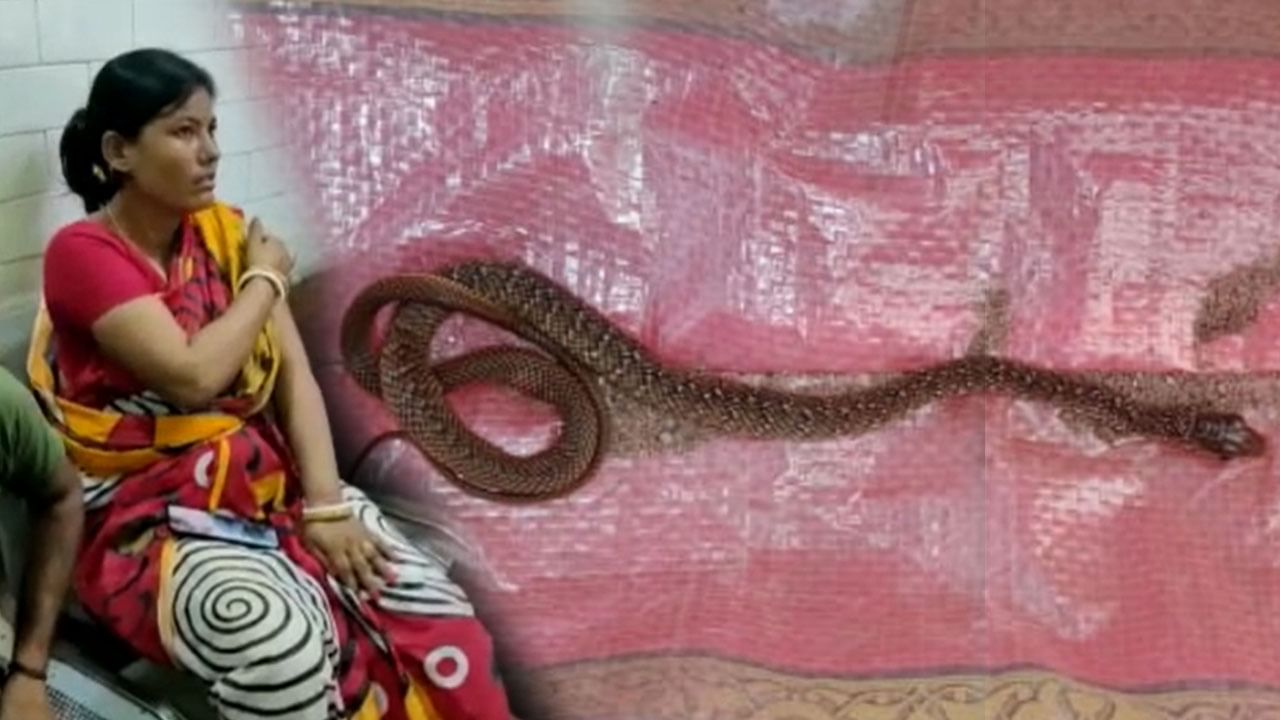 Snake Bite: কামড় খেতেই সাপ নিয়ে হাসপাতালে, ভয়ে চেয়ার ছেড়ে উঠে পড়লেন চিকিৎসকরা, তারপর যা ঘটল…