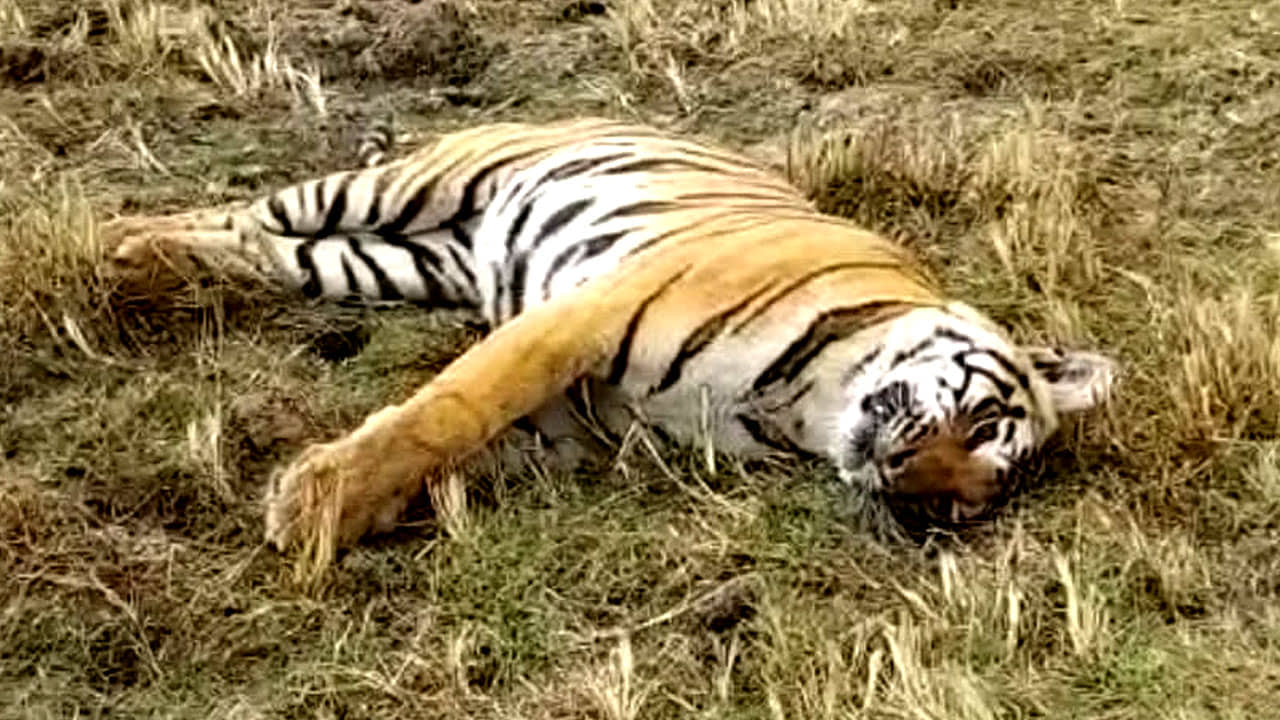 Bihar Tiger: ডাকা হয়েছিল শার্প শ্যুটার, গুলিতে চিরনিদ্রায় চম্পারণের মানুষখেকো