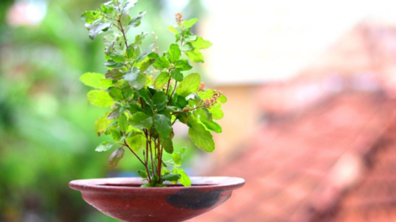 Vastu Tips: এই দিনগুলোতে তুলসি গাছে জল দেবেন না, ঘোর বিপদ নেমে আসতে পারে সংসারে