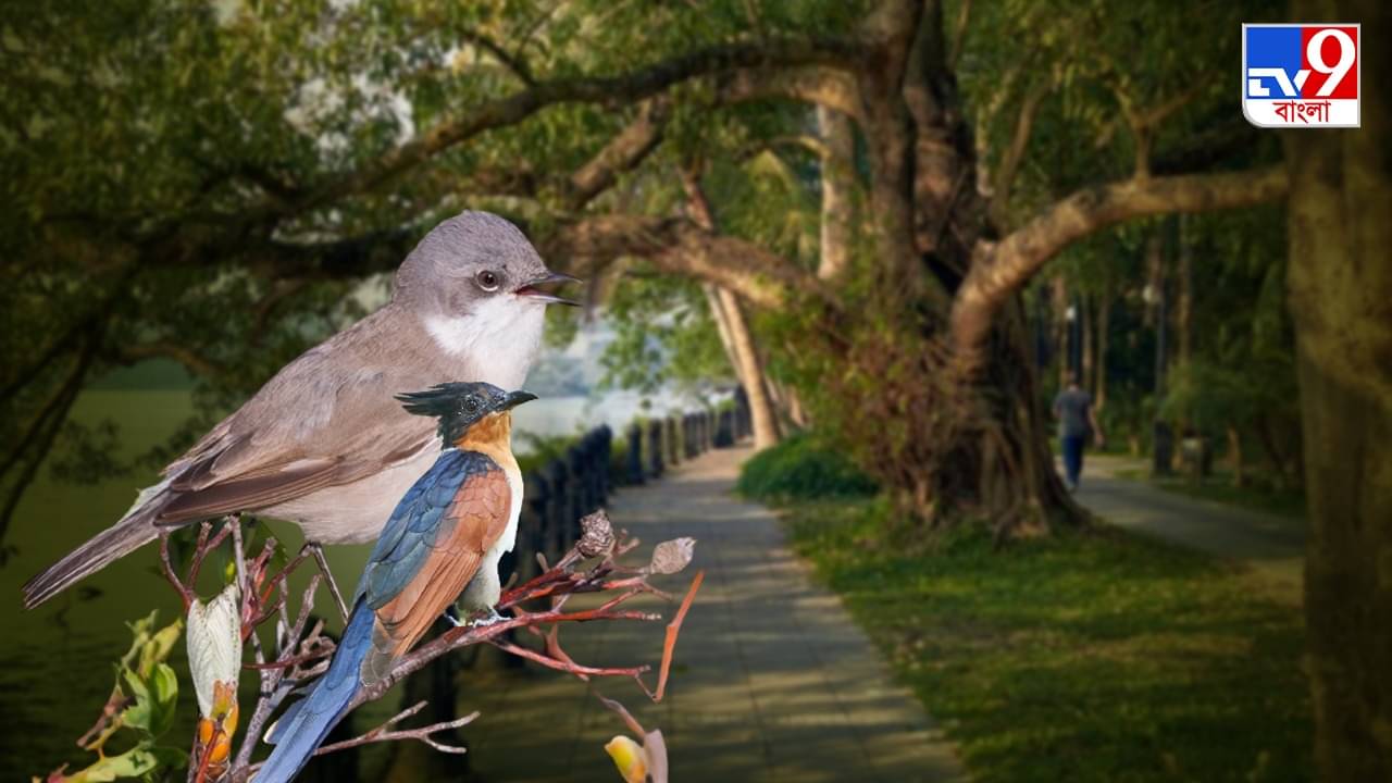 Rabindra Sarobar Lake: মরশুমের প্রথম পরিযায়ীর দেখা মিলল সরোবরে, উচ্ছ্বাসিত শহরের বার্ড ওয়াচারদের দল