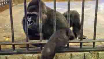 Worlds Saddest Gorilla: প্রায় ৩৩ বছর ধরে খাঁচায় বন্দী বিশ্বের সবচেয়ে দুঃখী গরিলা, মুক্তিপণ ৬ কোটি টাকা