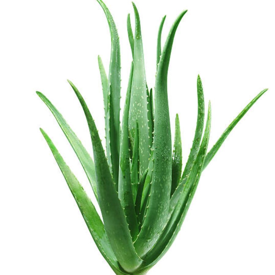 বাস্তু বিশেষজ্ঞরা বলছেন, অ্যালোভেরা গাছকে সবসময় পূর্ব বা উত্তর দিকে মুখ করে লাগাতে হবে। কিন্তু অবশ্যই খেয়াল রাখতে হবে, যাতে কোন বড় গাছ দ্বারা এই গাছ আড়াল না হয়। অর্থাৎ এই গাছের উপরে সূর্যের আলো যেন সুন্দরভাবে পড়ে। 