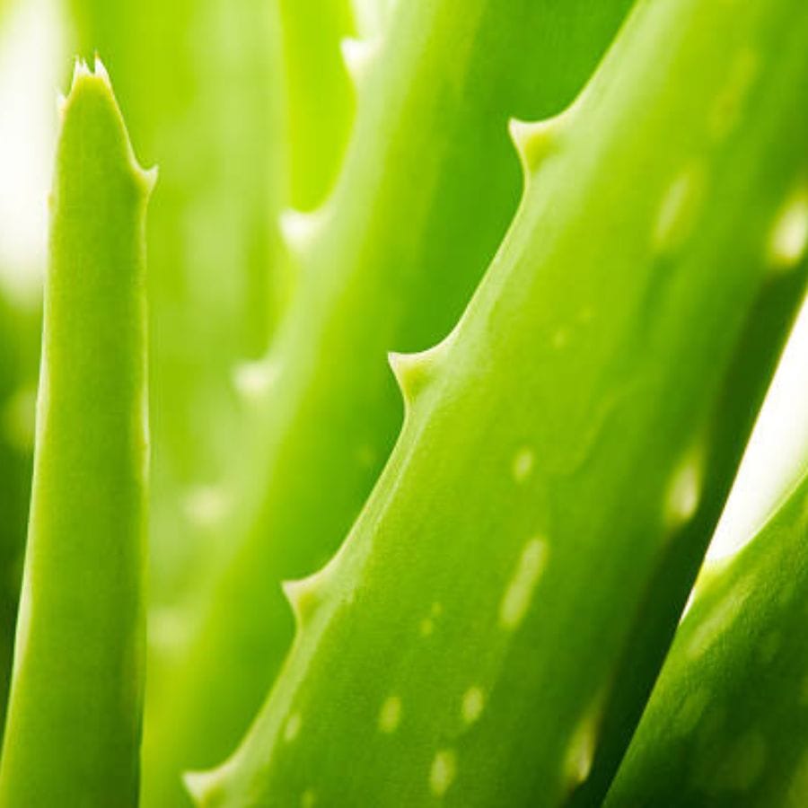 অ্যালোভেরা জেল আমাদের ত্বক এবং চুল ভালো রাখতে সাহায্য করে। তবে বাস্তু মেনে এই গাছ যদি লাগাতে পারেন তাহলে তাহলে ভাগ্য ফিরবে। যত্রতত্র এই গাছ লাগিয়ে ফেললেই যে কাজ হবে এমন কিন্তু নয়। 