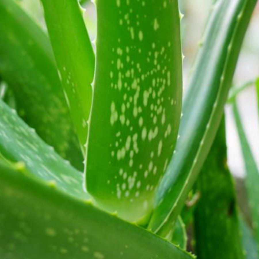 আগেকার দিনে অ্যালোভেরা গাছ বাড়িতে প্রচুর পরিমাণে লাগানো হত। এই ঘৃতকুমারী দেখতে যেমন সুন্দর তেমনই এর অনেক গুণও রয়েছে। 