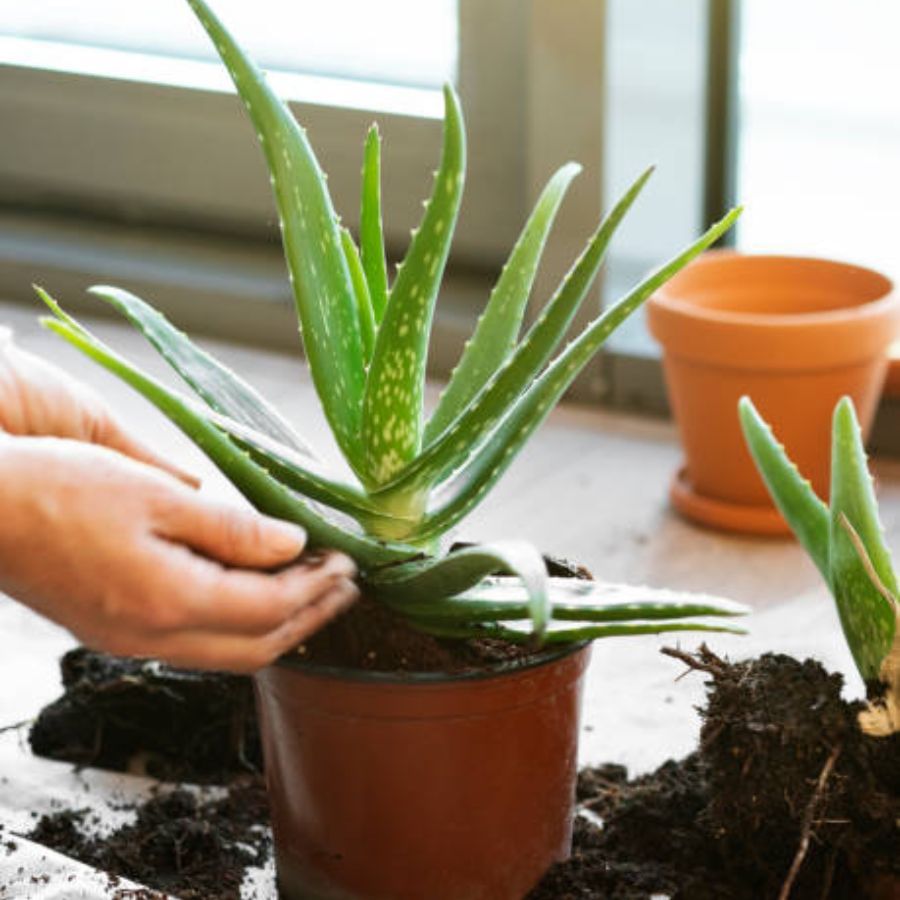 কোভিড পরবর্তী কালে বাড়িতে ইন্ডোর প্ল্যান্ট লাগানোর ধুম বেড়েছে।  ঘরের ভেতর বা বাড়ির উঠোনের চারিদিকে সবুজের ছোঁয়া দেখতেও ভালো লাগে।