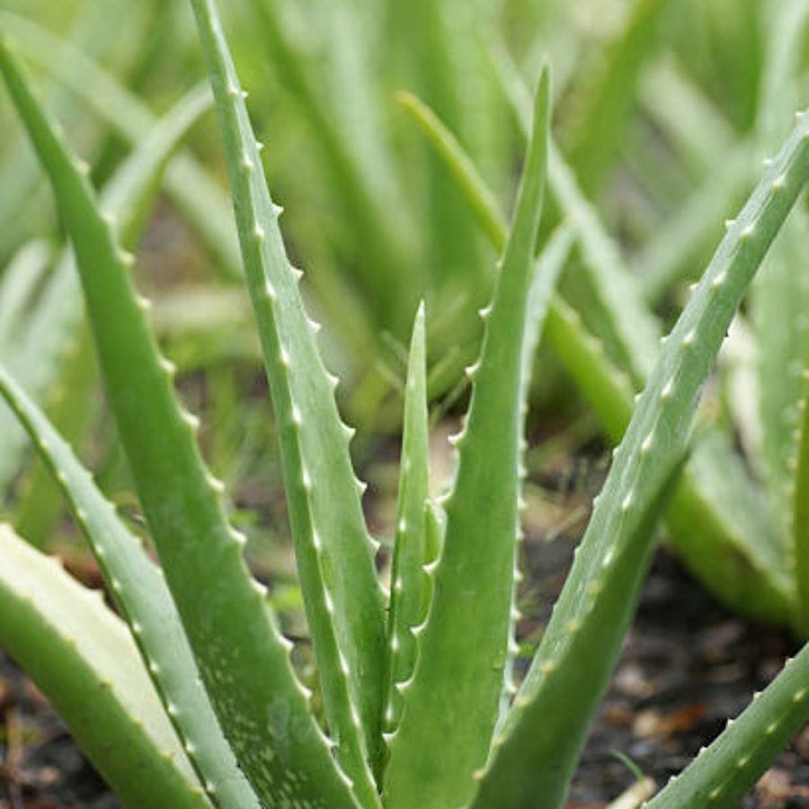 পরিবেশ রক্ষার জন্য গাছ লাগানো খুবই গুরুত্বপূর্ণ। আর তাই বাড়িতে কিছু না কিছু গাছ অবশ্যই লাগাবেন। ফল, ফুলের গাছ এখন অনেক বাড়িতেই থাকে। 