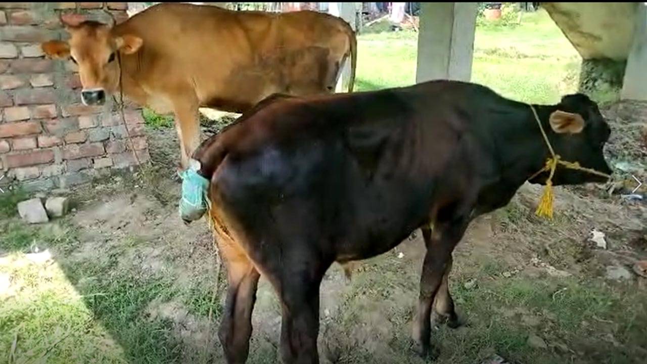 Bizarre: ধান খাওয়ার শাস্তি! গরুর লেজ কাটলেন জমির মালিক, অমানবিকতায় স্তম্ভিত গ্রামবাসীরা