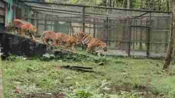 Safari Park: শীলা-বিভানের চার ছানাকে ছাড়া হল বেঙ্গল সাফারিতে, আনা হবে সিংহও